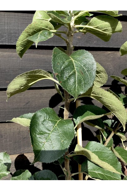 Яблоня колоновидная Титания листьев